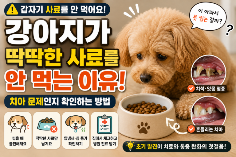 강아지가 딱딱한 사료를 갑자기 안 먹어요, 치아 문제인지 확인하는 방법