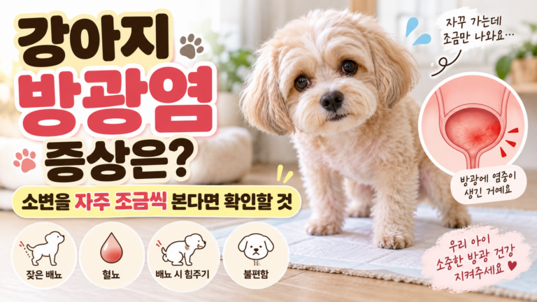 강아지 방광염 증상은 소변을 자주 조금씩 본다면 확인할 것