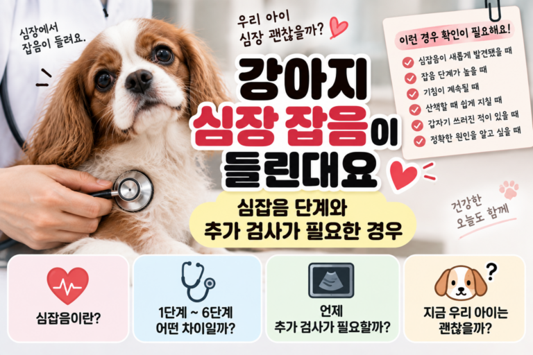 강아지 심장 잡음이 들린대요, 심잡음 단계와 추가 검사가 필요한 경우