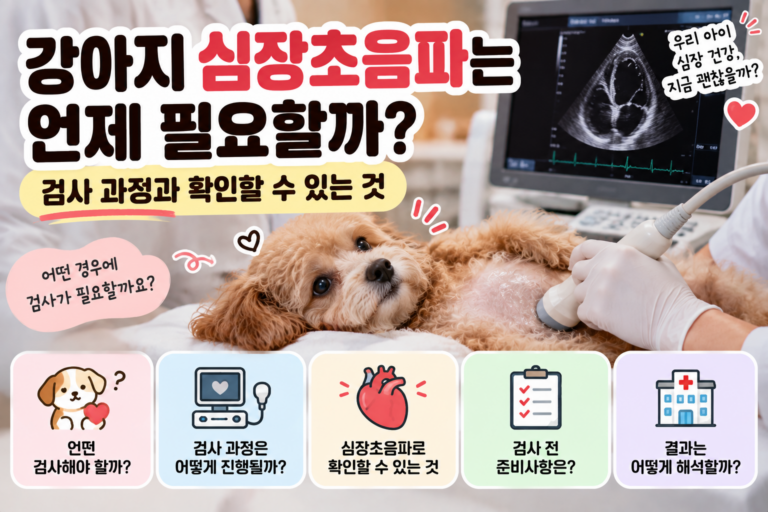 강아지 심장초음파는 언제 필요할까? 검사 과정과 확인할 수 있는 것