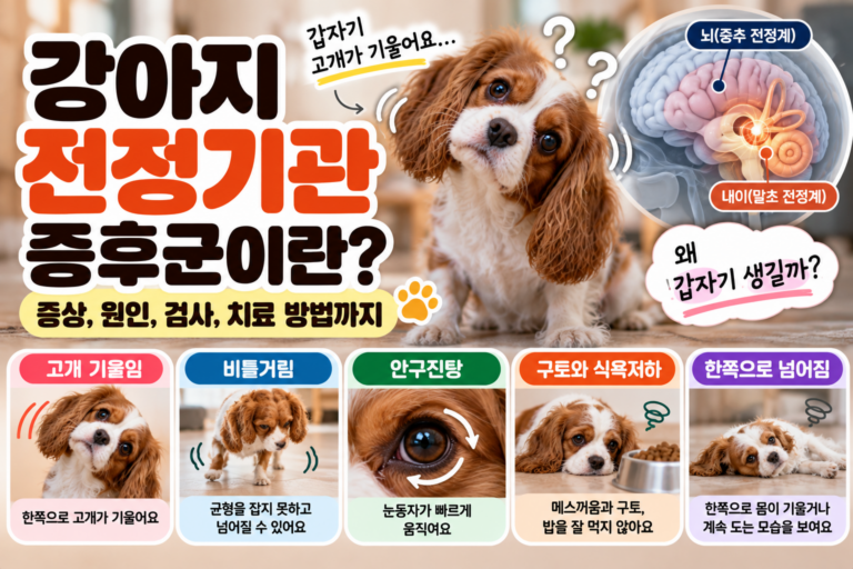 강아지 전정기관 증후군 증상, 갑자기 고개가 기울고 비틀거린다면?