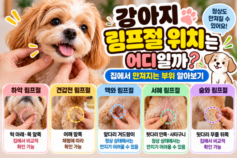 강아지 림프절 위치는 어디일까? 집에서 만져지는 부위 알아보기