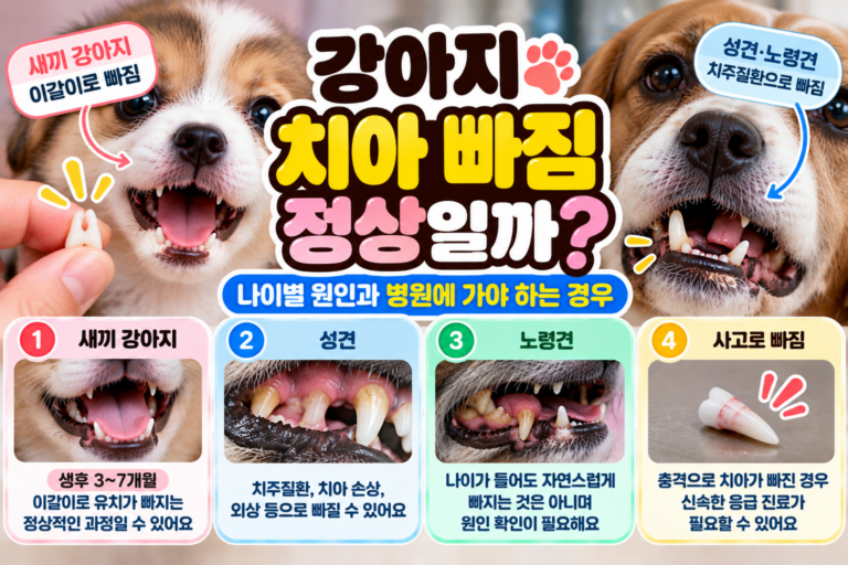 강아지 치아 빠짐, 정상일까? 나이별 원인과 병원에 가야 하는 경우