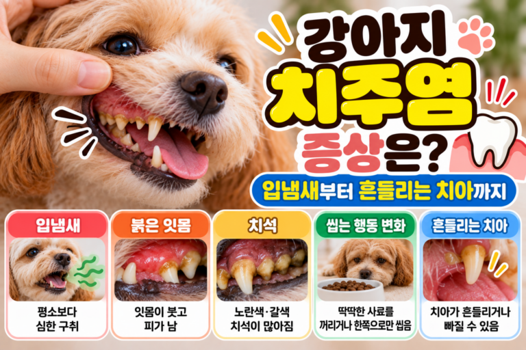 강아지 치주염 증상은? 입냄새부터 흔들리는 치아까지