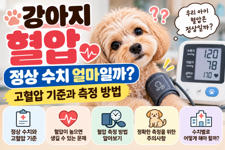 강아지 혈압 정상 수치 얼마일까? 고혈압 기준과 측정 방법